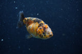 2Pack Ranchu   2.5 Inch (ID#228RPTD-7) Free2Day SHIPPING