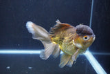 Thai Oranda  Bronze 6 Inch (ID#1004To2b-104) Free2Day SHIPPING