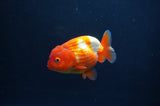 Juvenile Lionchu  Red White 3.5 Inch (ID#408R11b-9) Free2Day SHIPPING