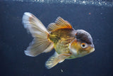 Thai Oranda  Bronze 6 Inch (ID#1004To2b-104) Free2Day SHIPPING