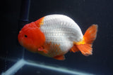 Jumbo Ranchu  Red White 5.5 Inch (ID#1015To10a-92)