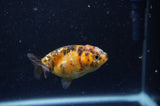 2Pack Ranchu   2.5 Inch (ID#228RPTD-7) Free2Day SHIPPING