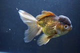 Thai Oranda  Bronze 6 Inch (ID#1004To2b-104) Free2Day SHIPPING