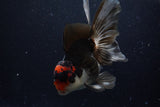 Thai Oranda  Tricolor 6 Inch (ID#1129To6c-108)