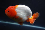 Jumbo Ranchu  Red White 5.5 Inch (ID#1015To10a-92)