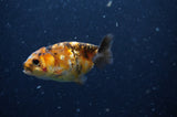 2Pack Ranchu   2.5 Inch (ID#228RPTD-7) Free2Day SHIPPING