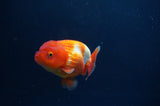 Juvenile Lionchu  Red White 3.5 Inch (ID#408R11b-9) Free2Day SHIPPING