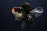 Thai Oranda  Tricolor 6 Inch (ID#1129To6c-108)