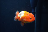 Juvenile Lionchu  Red White 3.5 Inch (ID#408R11b-9) Free2Day SHIPPING