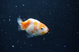 2Pack Ranchu   2.5 Inch (ID#228RPTD-7) Free2Day SHIPPING