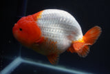 Jumbo Ranchu  Red White 5.5 Inch (ID#1015To10a-92)