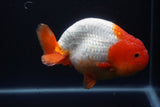 Jumbo Ranchu  Red White 5.5 Inch (ID#1015To10a-92)