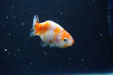 2Pack Ranchu   2.5 Inch (ID#228RPTD-7) Free2Day SHIPPING