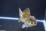 Thai Oranda  Bronze 5 Inch (ID#1004To2b-105) Free2Day SHIPPING