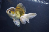 Thai Oranda  Bronze 5 Inch (ID#1004To2b-105) Free2Day SHIPPING