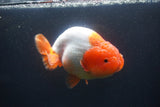 Jumbo Ranchu  Red White 5.5 Inch (ID#1015To10a-92)