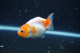 2Pack Ranchu   2.5 Inch (ID#228RPTD-7) Free2Day SHIPPING