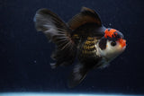 Thai Oranda  Tricolor 6 Inch (ID#1129To6c-108)