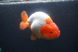 Jumbo Ranchu  Red White 5.5 Inch (ID#1015To10a-92)