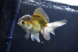 Thai Oranda  Bronze 5 Inch (ID#1004To2b-105) Free2Day SHIPPING