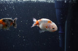 2Pack Ranchu   2.5 Inch (ID#228RPTD-8) Free2Day SHIPPING