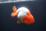 Jumbo Ranchu  Red White 5.5 Inch (ID#1015To10a-92)