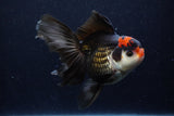 Thai Oranda  Tricolor 6 Inch (ID#1129To6c-108)