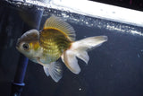 Thai Oranda  Bronze 5 Inch (ID#1004To2b-105) Free2Day SHIPPING