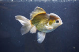 Thai Oranda  Bronze 5 Inch (ID#1004To2b-105) Free2Day SHIPPING