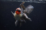 Thai Oranda  Tricolor 6 Inch (ID#1129To6c-108)