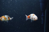 2Pack Ranchu   2.5 Inch (ID#228RPTD-8) Free2Day SHIPPING
