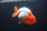 Jumbo Ranchu  Red White 5.5 Inch (ID#1015To10a-92)