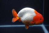 Jumbo Ranchu  Red White 5.5 Inch (ID#1015To10a-92)