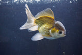 Thai Oranda  Bronze 5 Inch (ID#1004To2b-105) Free2Day SHIPPING