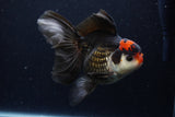 Thai Oranda  Tricolor 6 Inch (ID#1129To6c-108)