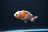 2Pack Ranchu   2.5 Inch (ID#228RPTD-8) Free2Day SHIPPING