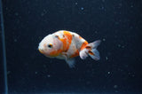 2Pack Ranchu   2.5 Inch (ID#228RPTD-8) Free2Day SHIPPING