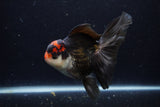 Thai Oranda  Tricolor 6 Inch (ID#1129To6c-108)