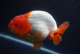 Jumbo Ranchu  Red White 5.5 Inch (ID#1015To10a-92)