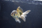 Thai Oranda  Bronze 5 Inch (ID#1004To2b-105) Free2Day SHIPPING