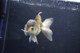 Thai Oranda  Bronze 5 Inch (ID#1004To2b-105) Free2Day SHIPPING