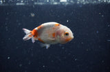 2Pack Ranchu   2.5 Inch (ID#228RPTD-8) Free2Day SHIPPING
