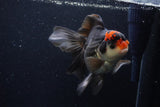 Thai Oranda  Tricolor 6 Inch (ID#1129To6c-108)