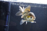 Thai Oranda  Bronze 5 Inch (ID#1004To2b-105) Free2Day SHIPPING