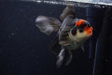 Thai Oranda  Tricolor 6 Inch (ID#1129To6c-108)