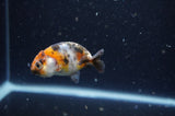 2Pack Ranchu   2.5 Inch (ID#228RPTD-8) Free2Day SHIPPING