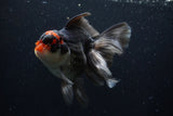 Thai Oranda  Tricolor 6 Inch (ID#1129To6c-108)