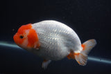 Jumbo Ranchu  Red White 6 Inch (ID#1011To10a-93)