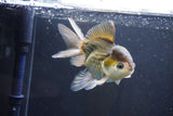 Thai Oranda  Bronze 5 Inch (ID#1004To2b-105) Free2Day SHIPPING