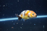 2Pack Ranchu   2.5 Inch (ID#228RPTD-8) Free2Day SHIPPING